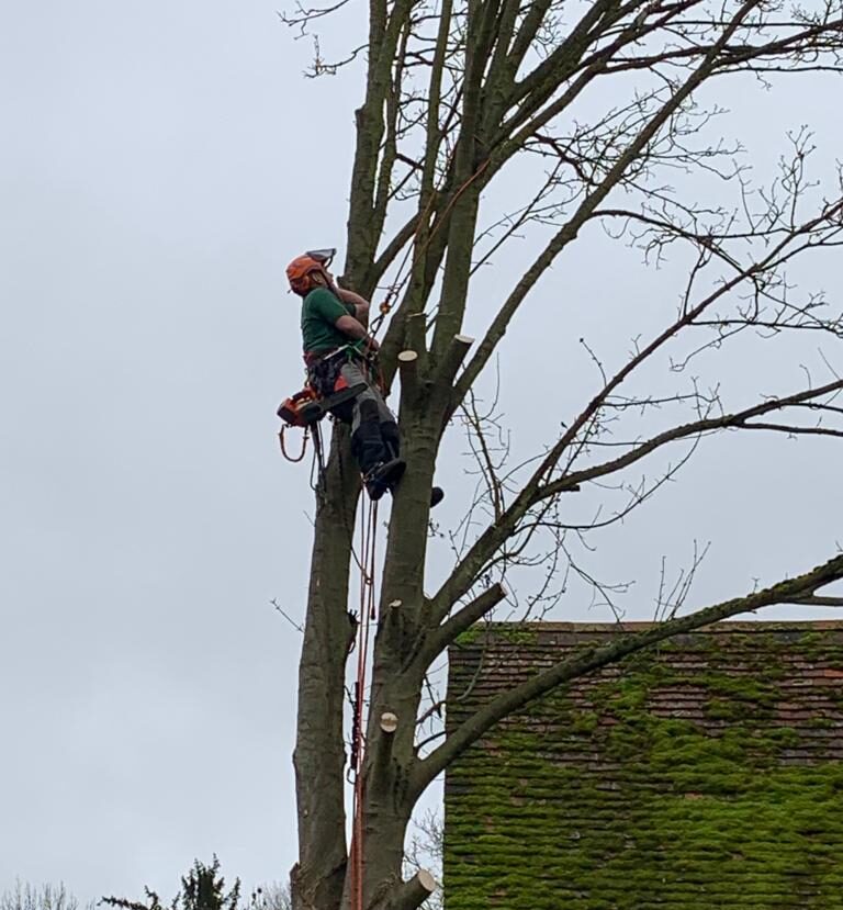 Tree Surgery The Woodman Tree and Garden Services in Bedfordshire
